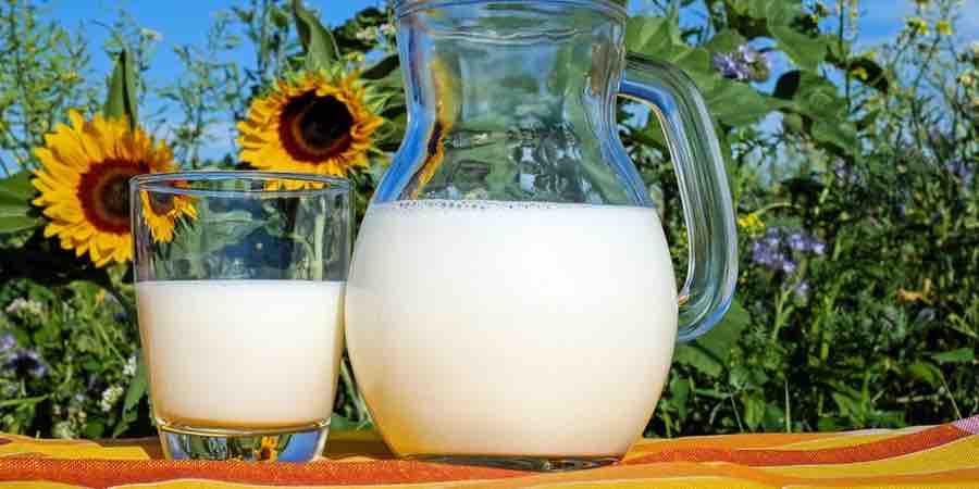 alimentos ricos en calcio. Leche y yogures